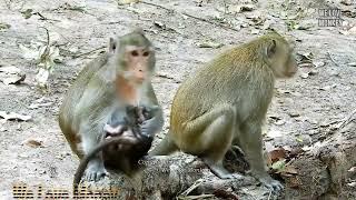 Baby Monkey Anika Trying to Ask Food Milk Her Mom Anna Rejects Milk, Anika Gets Teaching