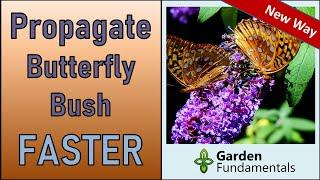 Faster Way to Propagate Butterfly Bush  Make More Buddleia