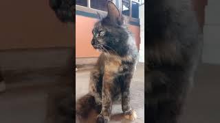 kucing ketawa/cat laughing#Short Video