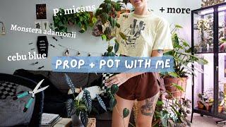  chopping my micans, big cebu blue repot, & taking lots of cuttings 