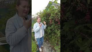 Бомбическая ежевика! Но пора готовить кусты к зиме  #сад #ягоды
