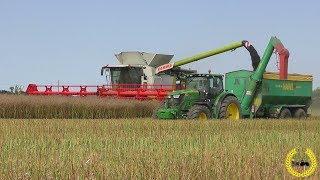 XXL Rapsernte auf Rügen 2017 4 X Claas Lexion 780 / 600 / 2 X Überladewagen