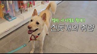 What would a Korean jindo dog buy on a shopping spree?