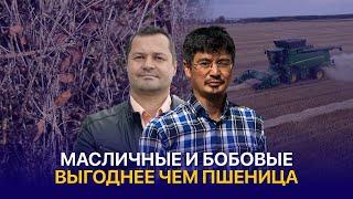 Готовились к засухе, но зарядили дожди. Диверсификация посевов в ТОО Акселеу