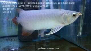 K770 Scleropages formosus red tail gold in stock WYSIWYG