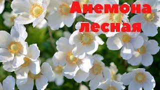 Анемона лесная. Очень изящное украшение сада.
