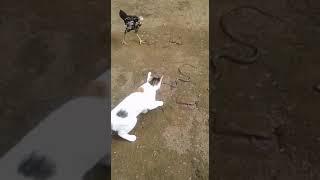 KUCING VS ULAR#short video