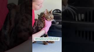 #животные #ветеринарнаяклиника #собака #вакцинация #котики #ветеринар #милыекотики