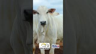 Convite 8° Leilão Integração de Maracajú