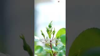 月季开花前的养护要点【天狼说月季】