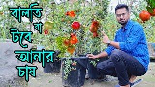 বালতি বা টবে আনার চায় পদ্ধতি । ছাদে আনার চাষ করার উপায়। Pomegranate cultivation in bucket @RoufAgro