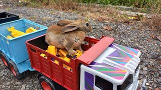 Funny and Cute Bunny Playing with long truck searching and finding toys