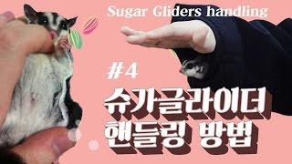 #4 슈가글라이더 핸들링 방법 (Sugar Gliders handling)