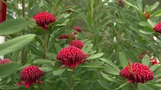 The Garden Gurus - Iconic Australian Natives