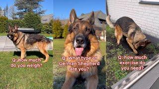 Answering Most Asked Questions About My German Shepherd