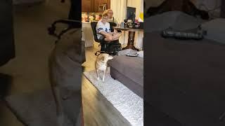 My stubborn dog refused to go out and it is hilarious.