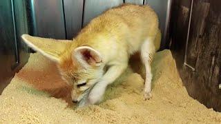 Lucy the Fennec Fox Digs for Bugs