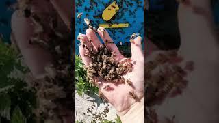 Выкучивание пчёл