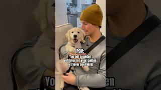 POV: Getting A Golden Retriever For Your Golden Retriever  #goldenretriever #shorts