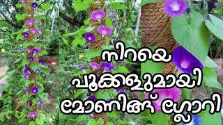 MORNING GLORY | നിറയെ പൂക്കളുമായി Morning Glory | M Johnz Media.