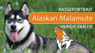 ► Alaskan Malamute [2020] History, Appearance, Temperament, Training, Exercise, Care & Health