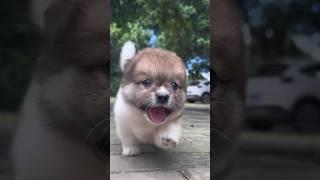 나름 바쁘게 사는 시골 아기 댕댕이  #shorts #cute #animals #강아지 #pets #시골댕댕이