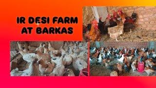 DESI SONALI/GIRIRAJA AND OSTRO WHITE HENS AVAILABLE AT IR DESI FARM AT BARKAS CONT:7993776631