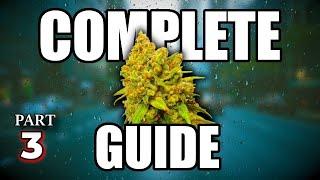 How To Grow Cannabis - Complete Guide (Part 3)