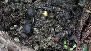 Two Species of Carrion Beetle & Their Larvae Gathering on Dunghill of Japanese Raccoon Dogs