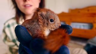 I Rescue THREE Baby Red Squirrels from a Farm Barn