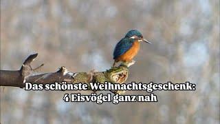 Das schönste Weihnachtsgeschenk: 4 Eisvögel ganz nah  | Glückliche Naturbegegnungen 