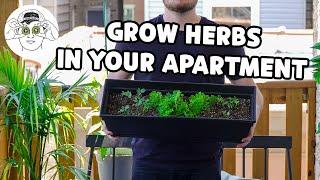 How to Easily Grow Your Own Cooking Herbs