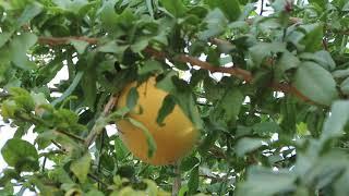 Bael Fruit Picking And Eating - Small Fruits Forming For Next Year (Aegle marmelos) Exotic Fruit