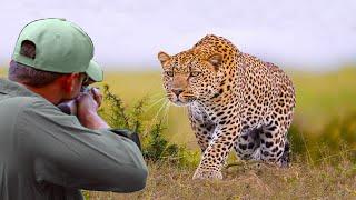 Decisive confrontations part 4 hunter VS (leopard, lion, coyote, bear, elephant)