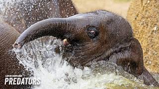 Tiny Elephant Treks Through Lion-Infested Terrain to Find Water | Zambia Untamed 104