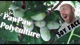 Pawpaw Asimina Triloba FRUIT SET 