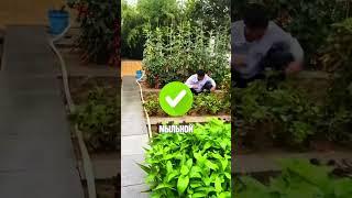 Медведка сжирает все… #дача #огород
