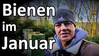 Bienen fliegen im Januar - was ist zu tun? Am Flugloch, Heimische Dunkle Biene und Wintertotenfall