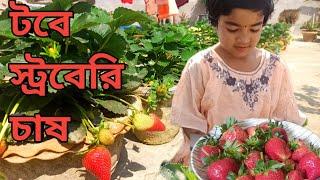 টবে স্ট্রবেরি চাষ ৷ ছাদবাগানে স্টবেরি চাষে প্রচুর ফলন |strawberry harvesting