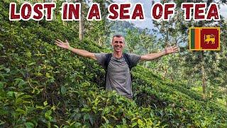 Why is Ceylon Tea the Best?  Factory Tour ELLA Sri Lanka 