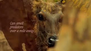 SECRETS  Of  WILD INDIA     Episode 2   TIGER  JUNGLE    David Attenborough   HD 720pi