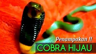 Penampakan Ular Cobra Hijau Paling Langka Di Dunia..