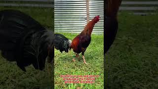 Hiroshi Gamefarm(HGF) banded stags #phadsvillegas #bembembemon #jojobemon #chicken #tatakexcellence