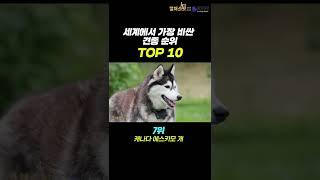 세계에서 가장 비싼 견종 순위 TOP 10 #shorts