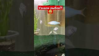 Красавцы неоновые #аквариум #анциструс #рыбки