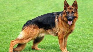 Top Quality Double Coat German Shepherd Male Puppy Available For Sale In Jharkhand || Gsd 