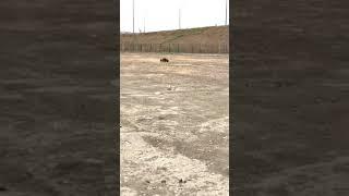 Hpi Savage Xl 5.9 Flux 3s 2000kv