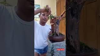 RESTORASI TOTAL BONSAI SISIR #bonsaisisir #bonsaibunjin