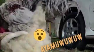 AYAM KAWIN||AYAM BRAHMA