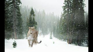 Amur Leopard: Fighting Extinction with Conservation